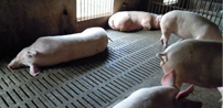 漏粪板：乳猪早期补料的必要性