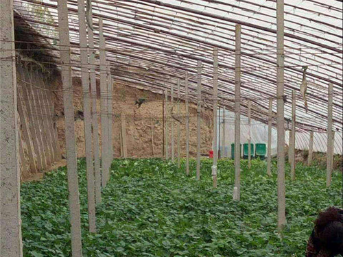 草莓棚水泥立柱展示图1