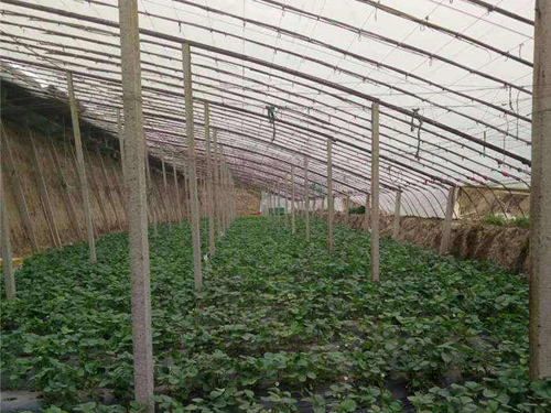 草莓棚水泥立柱展示图