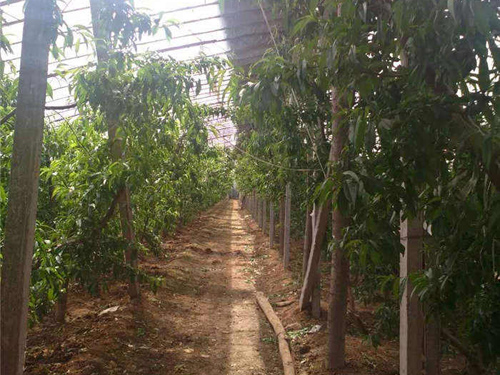桃棚水泥立柱展示图1