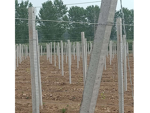 葡萄园立柱支架